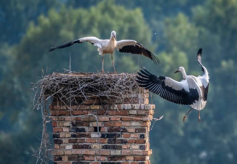 Professional Chimney Animal Removal Services in Prosper, Texas
