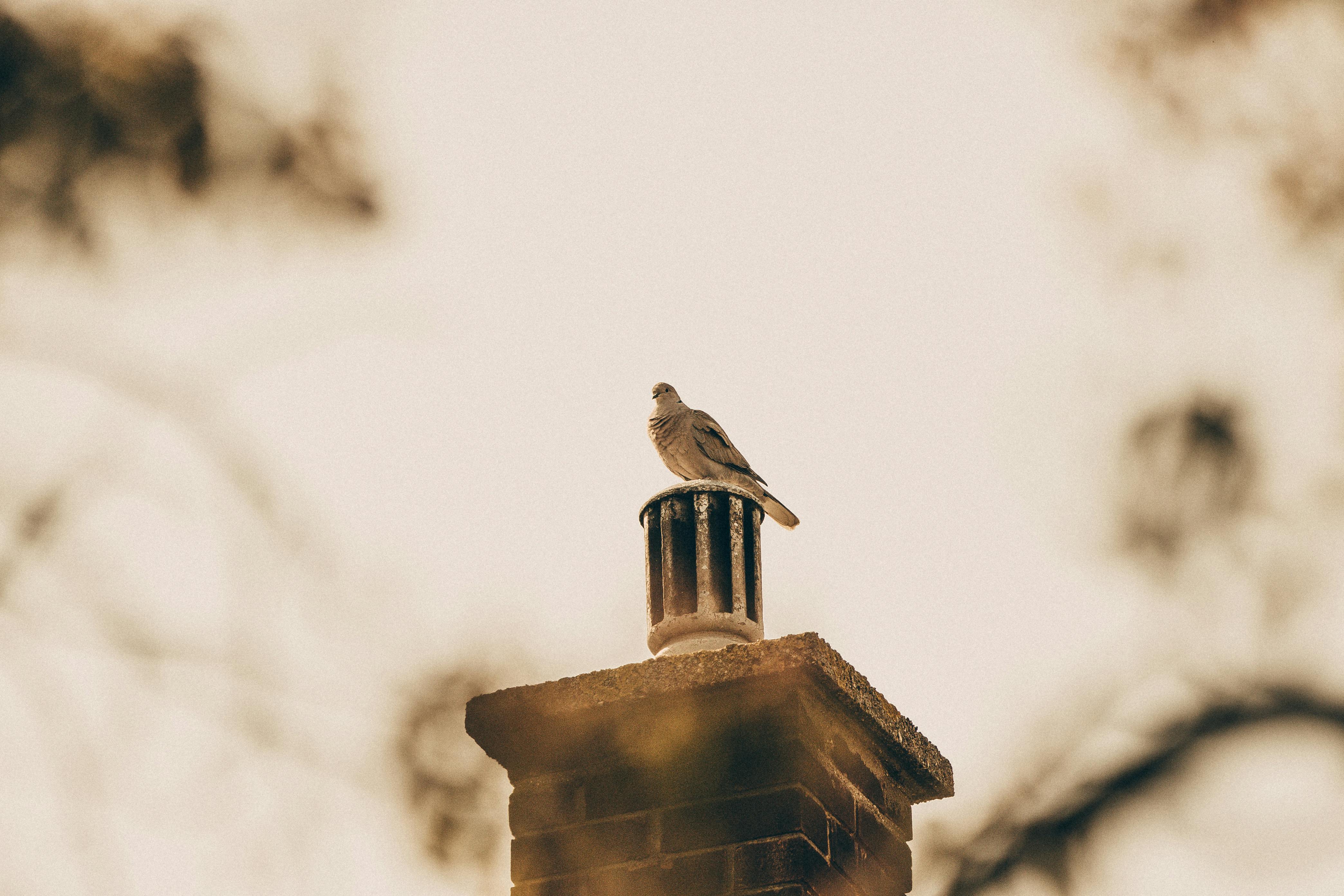 Expert Chimney Cap Installation in Prosper, Texas